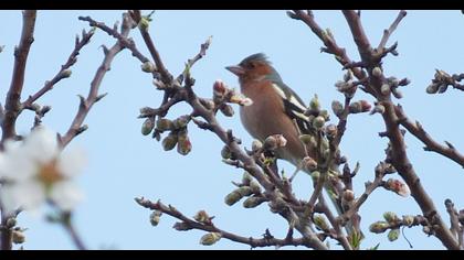 Common Chaffinch