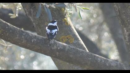 Collared Flycatcher
