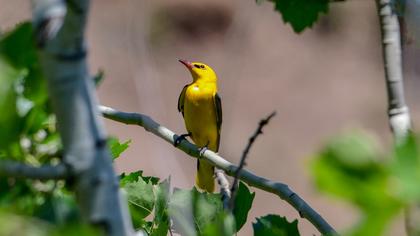 Eurasian Golden Oriole