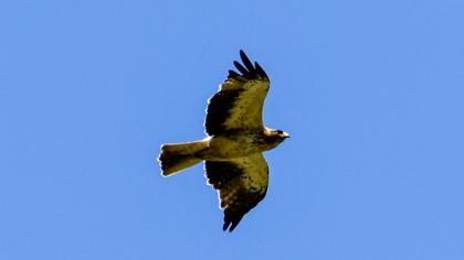 Booted Eagle