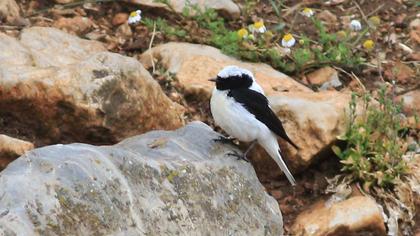 Black-eared Wheatear