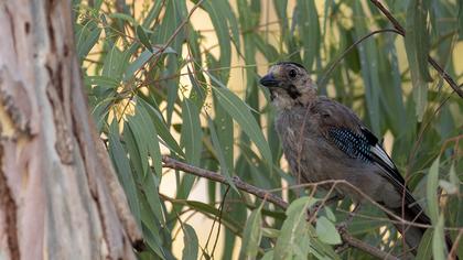 Eurasian Jay