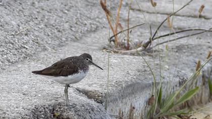 Green Sandpiper