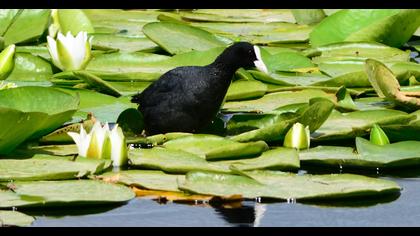 Eurasian Coot