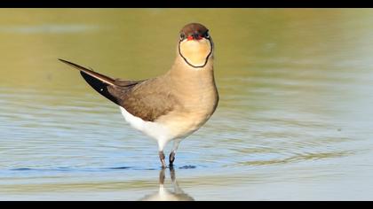 Collared Pratincole