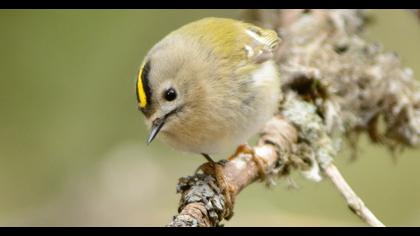 Goldcrest