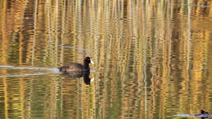 Eurasian Coot