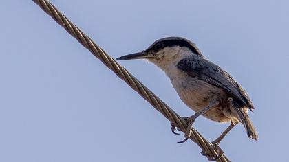 Western Rock Nuthatch