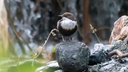 White-throated Dipper
