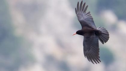 Red-billed Chough