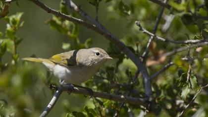 Eastern Bonelli`s Warbler