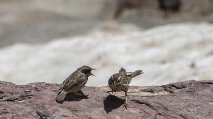 Radde`s Accentor