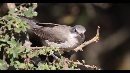 Eastern Orphean Warbler