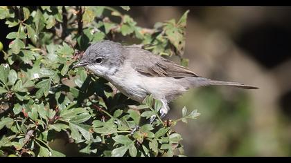 Lesser Whitethroat