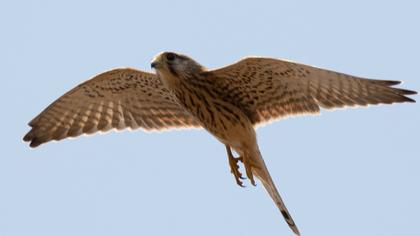 Common Kestrel