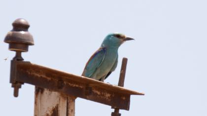 European Roller