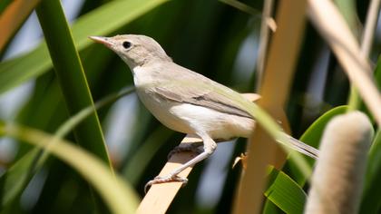 Eurasian Reed Warbler