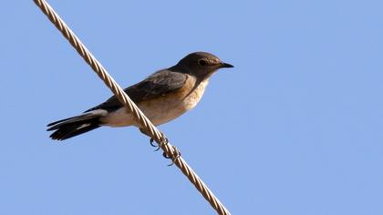 White-throated Robin