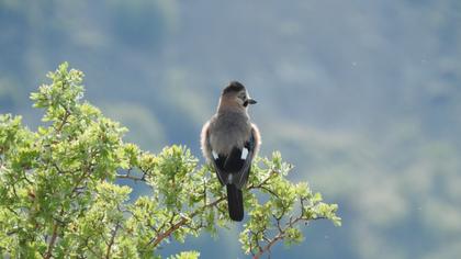 Eurasian Jay