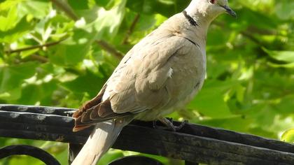 Eurasian Collared Dove