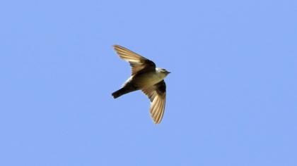 Eurasian Crag Martin