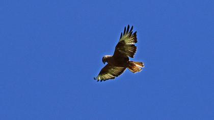 Common Buzzard