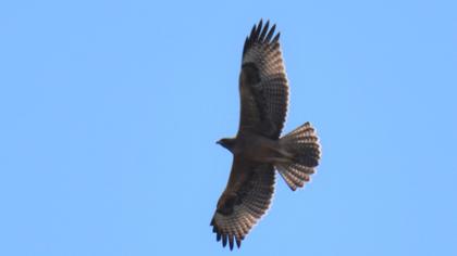 Bonelli`s Eagle