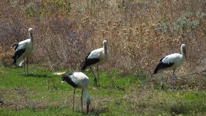 White Stork
