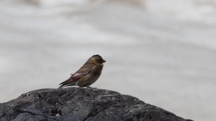 Eurasian Crimson-winged Finch