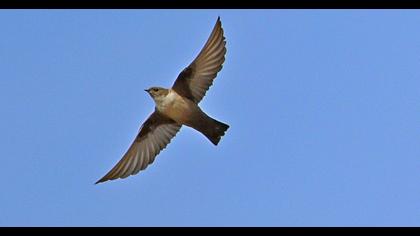 Eurasian Crag Martin