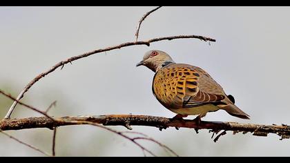European Turtle Dove