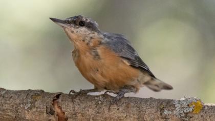 Eurasian Nuthatch