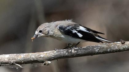 Semicollared Flycatcher