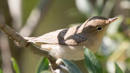 Eastern Olivaceous Warbler