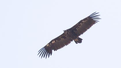 Cinereous Vulture