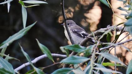 Semicollared Flycatcher