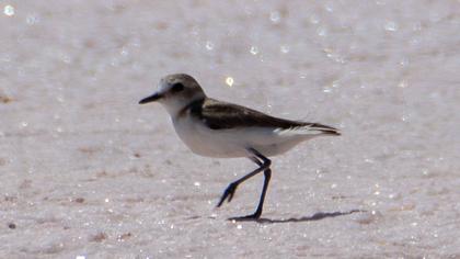 Kentish Plover