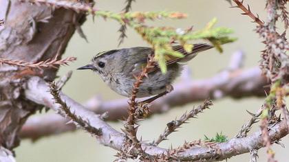 Goldcrest