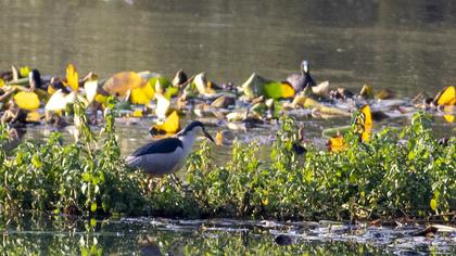 Black-crowned Night Heron