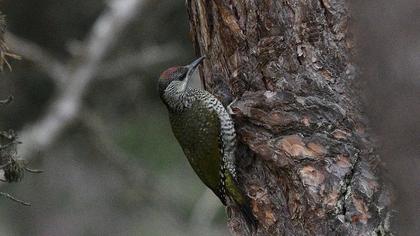 European Green Woodpecker