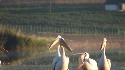 Great White Pelican