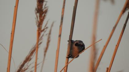 Eurasian Penduline Tit