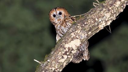 Tawny Owl