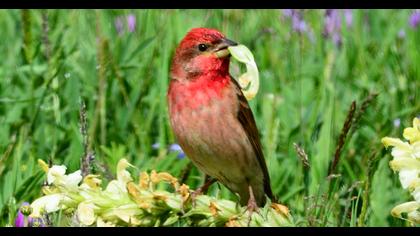 Common Rosefinch