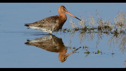 Black-tailed Godwit