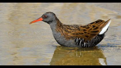 Water Rail