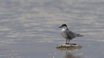 Whiskered Tern