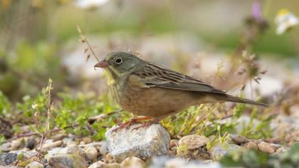 Ortolan Bunting