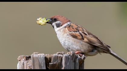 Eurasian Tree Sparrow
