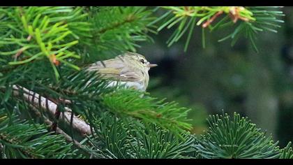 Green Warbler
